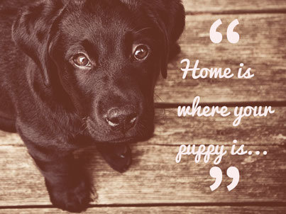 Home is where your puppy is...