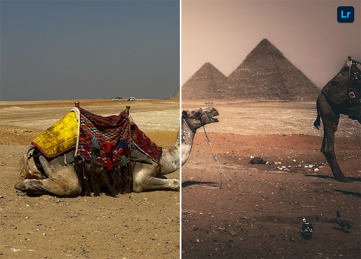 Cool camel | Remix | Photoshop Lightroom