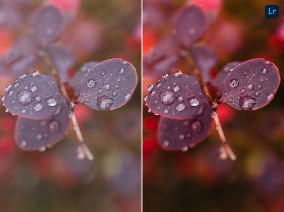 Flower Edit Lightroom