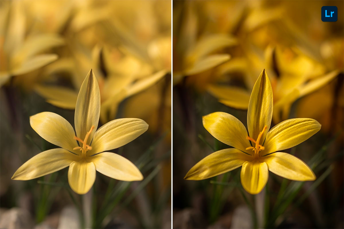 Bloom | Remix | Photoshop Lightroom