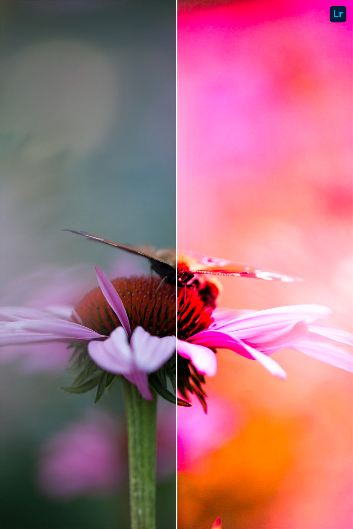 Butterfly remix photoshop lightroom
