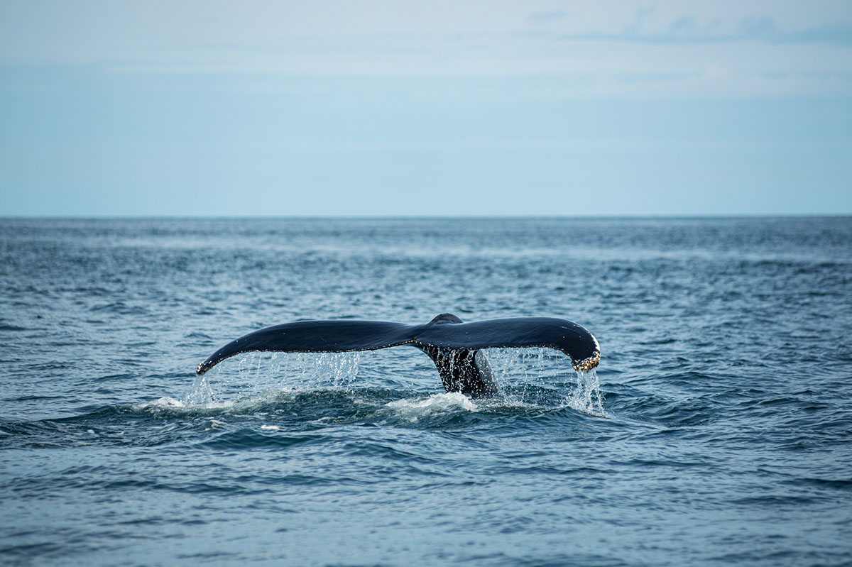 Arte y ciencia visualizando la salud de las ballenas rendition image