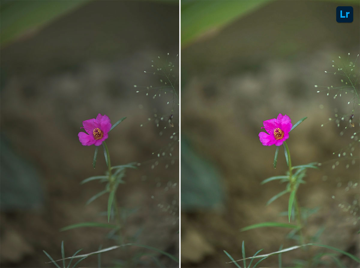 Bloom | Remix | Photoshop Lightroom