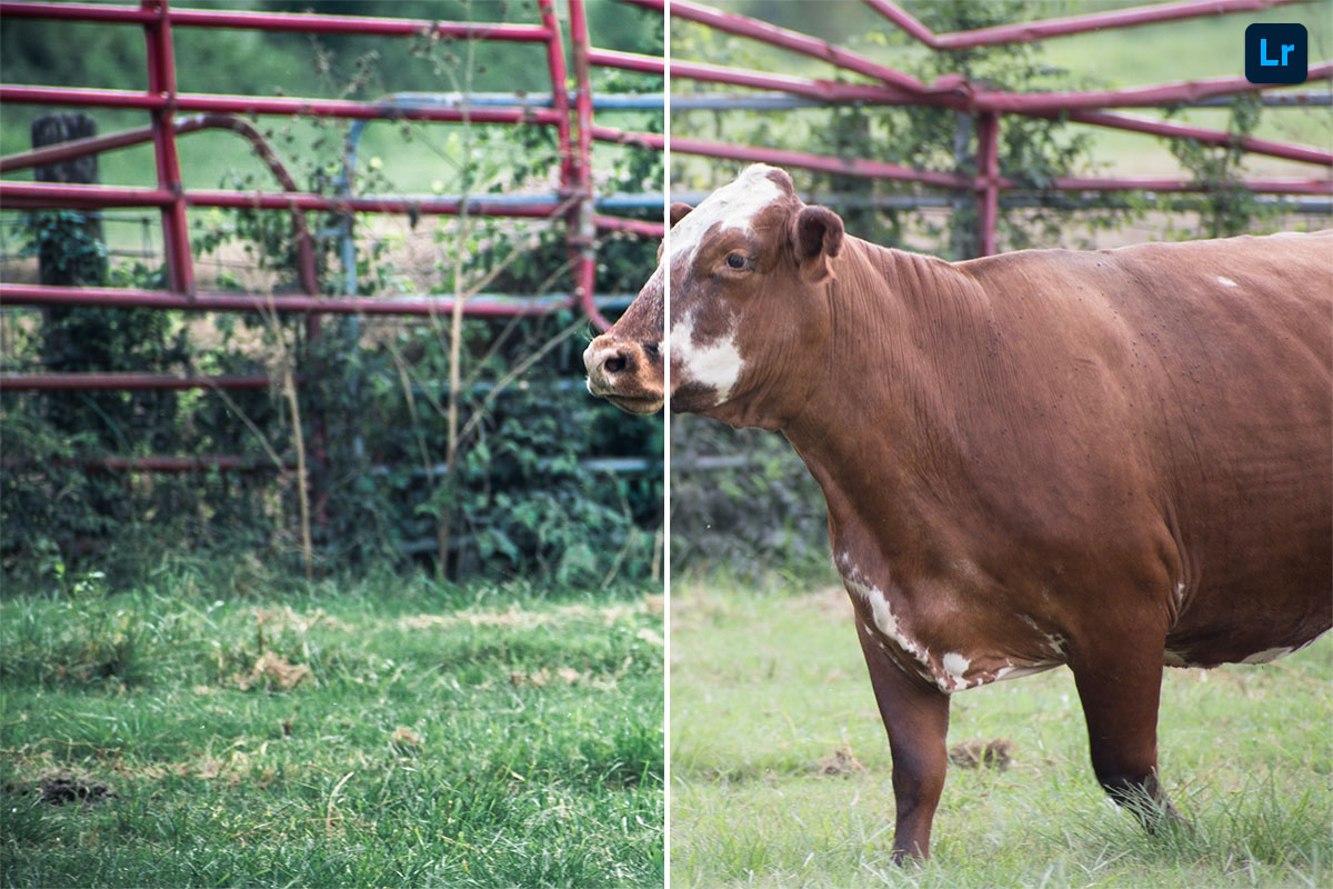 Cow | Remix | Photoshop Lightroom