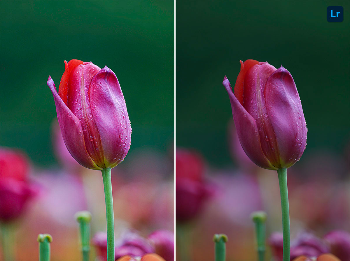 flower Edit Lightroom