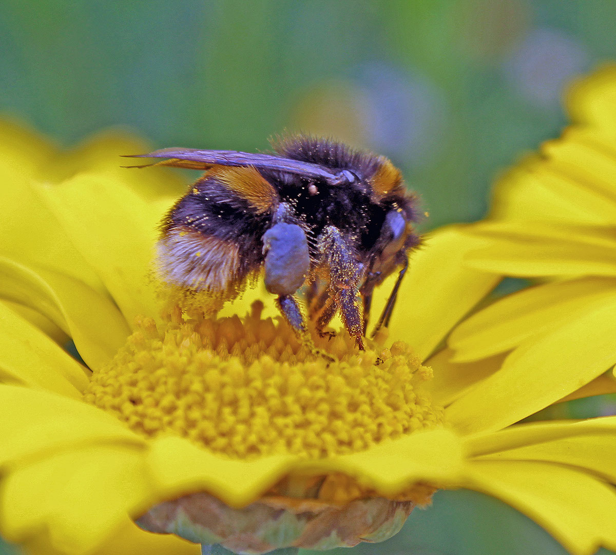 Bee Yellow rendition image