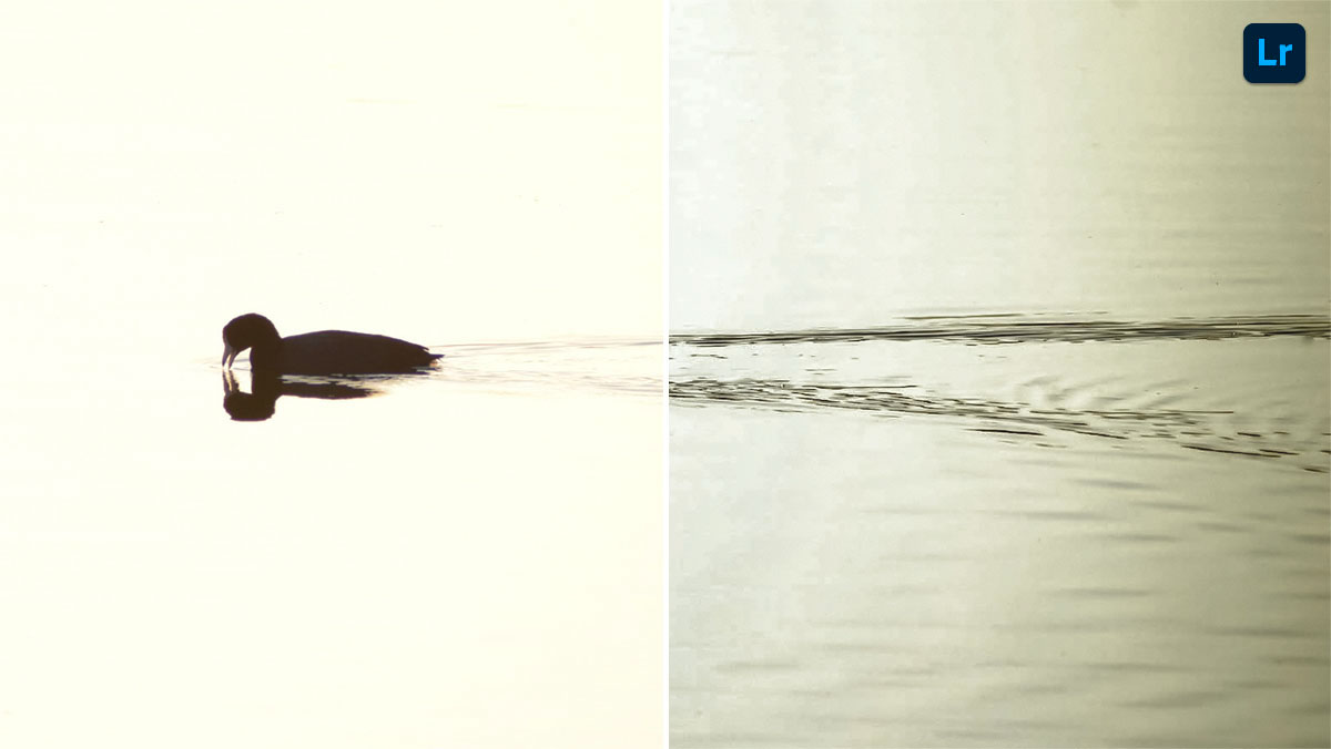 Duck shadow | Edit | Photoshop Lightroom