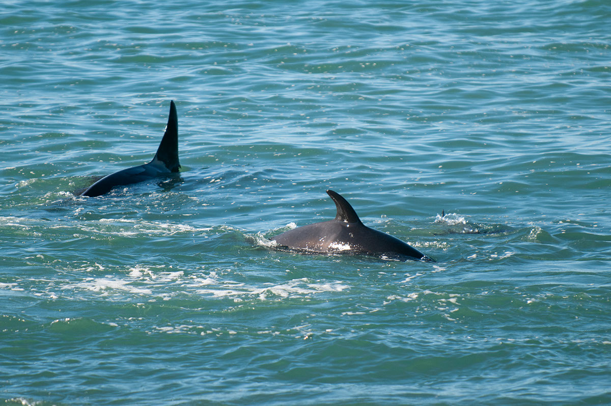 Disenando los relatos de ballenas de Necochea rendition image