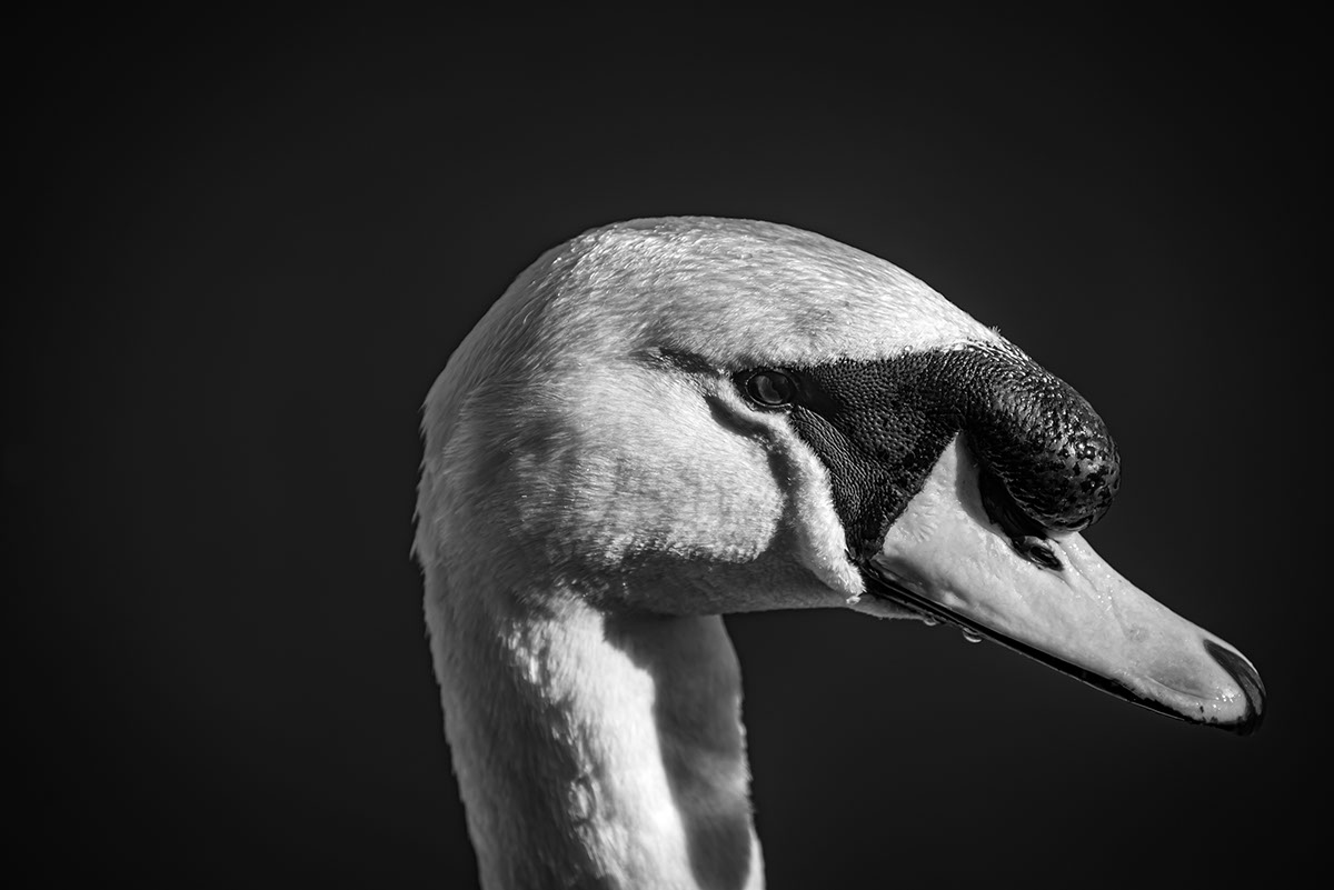 Swan Portrait rendition image