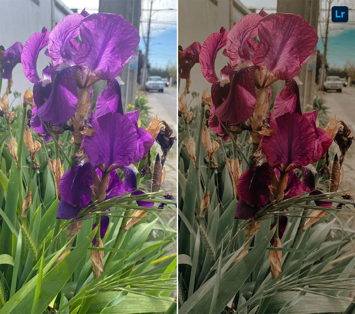 flores-edit-photoshop-lightroom