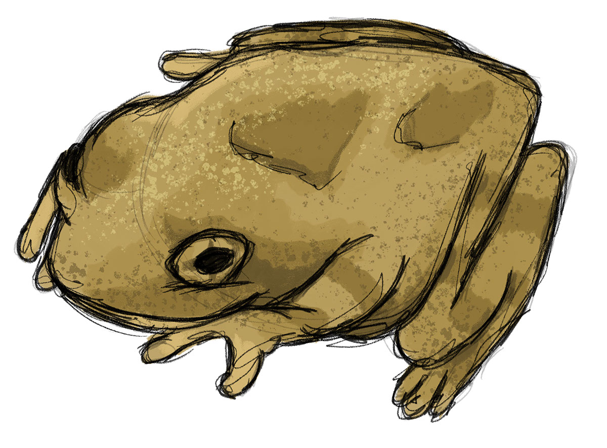 Toad rendition image