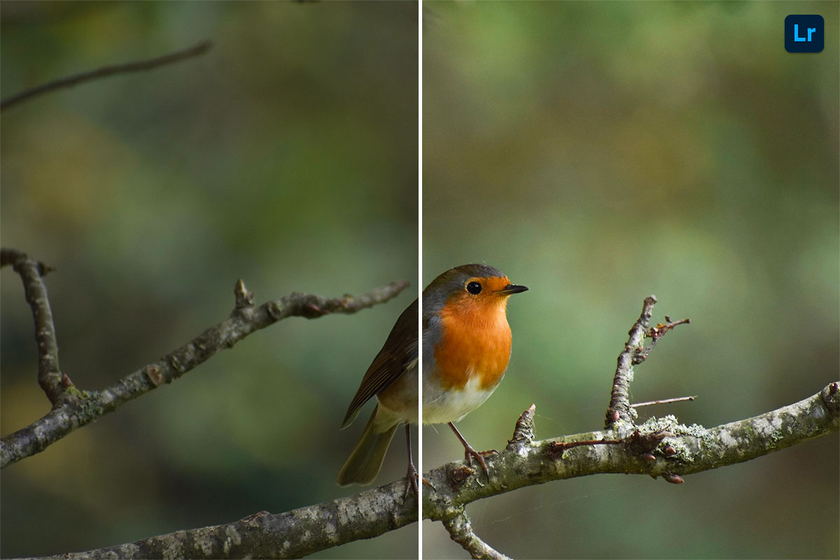 Rouge Gorge Remix Photoshop Lightroom