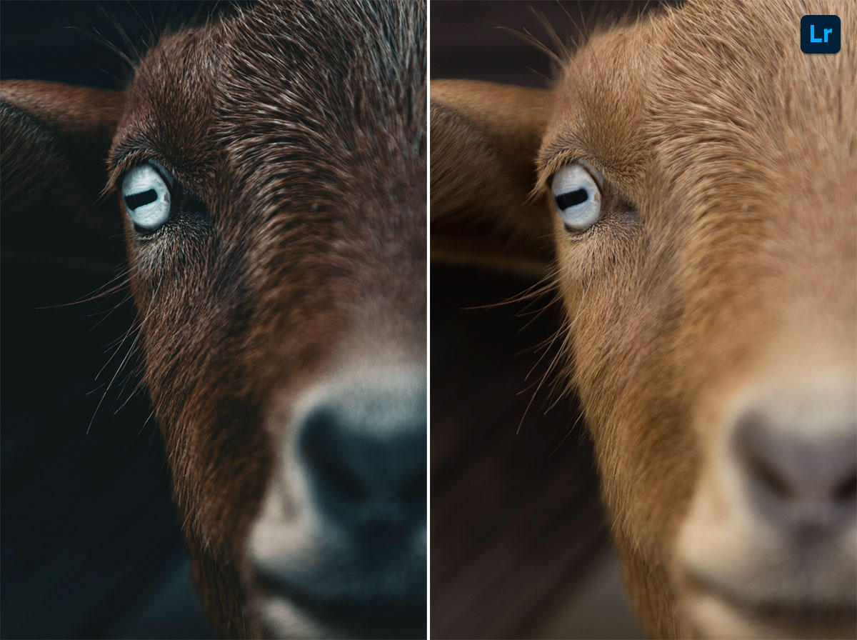 goat | Remix | Photoshop Lightroom