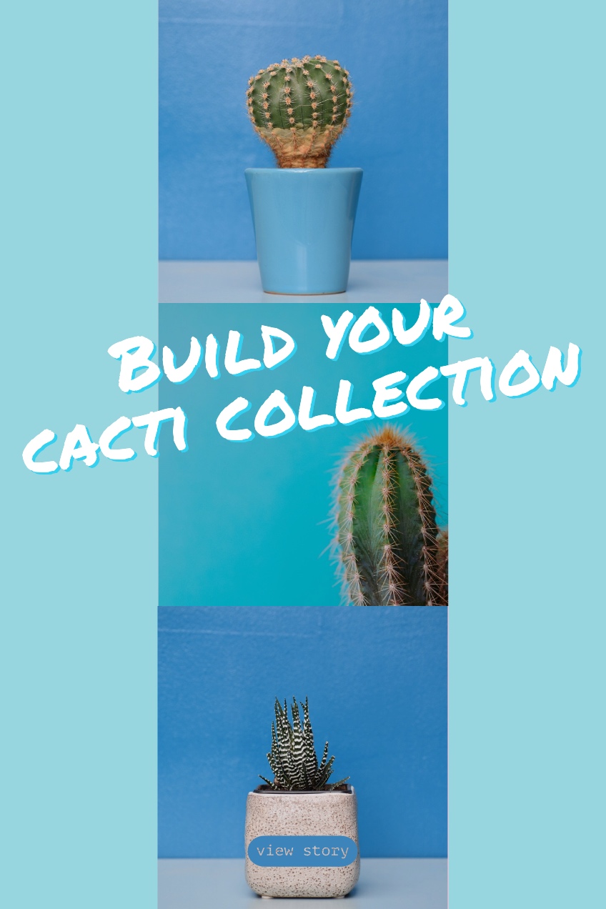 Blue Cacti Collection Pinterest Graphic Build your cacti collection<P>view story
