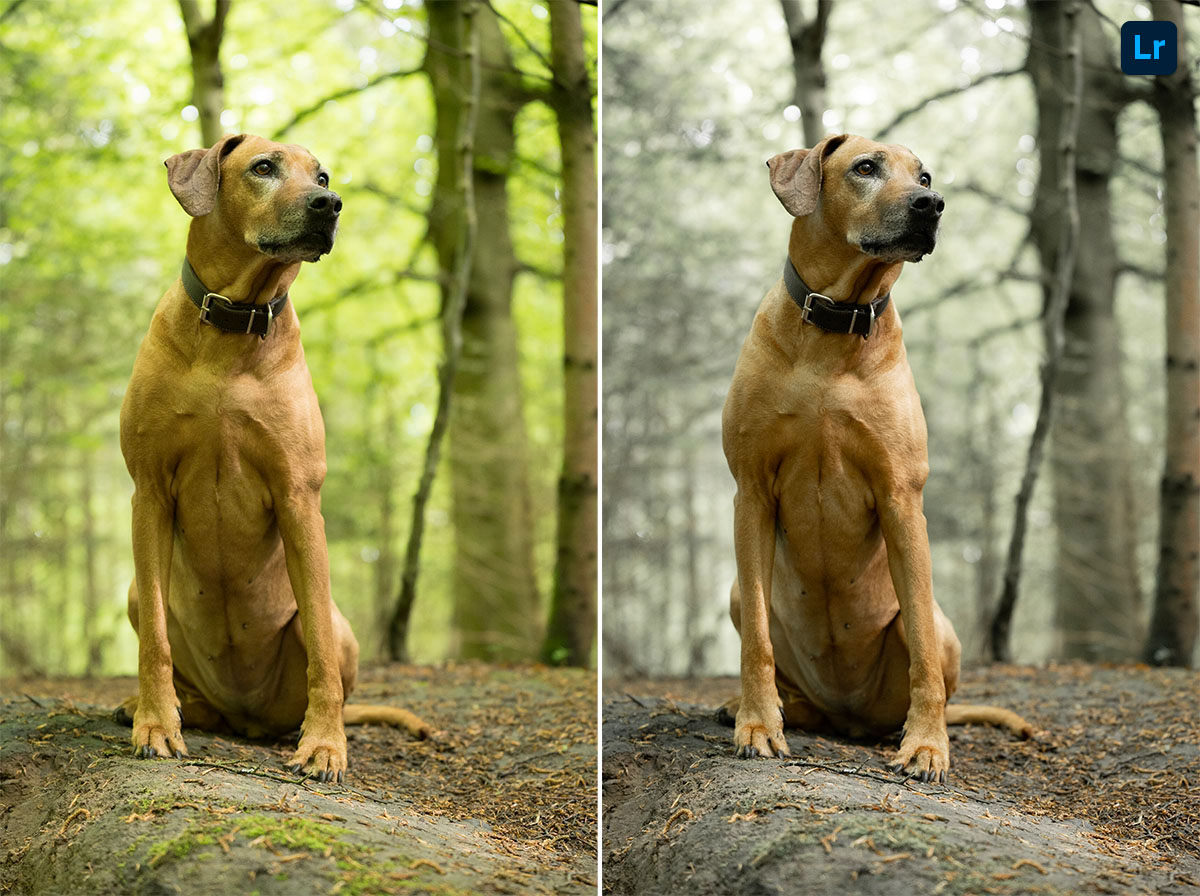 Rendition ridgeback new arrivals