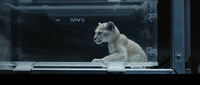 Baby Lion_clone in a lab