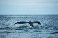 Capturando la grandeza de las ballenas con fotogrametria