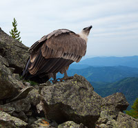 El Condor Andino Majestuosidad en Peligro