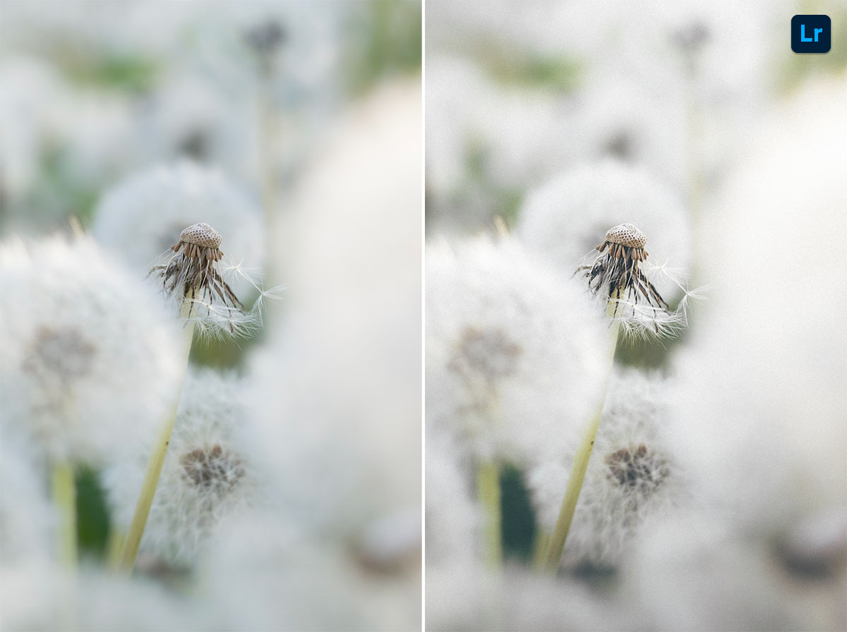 Fluffy edit photoshop lightroom