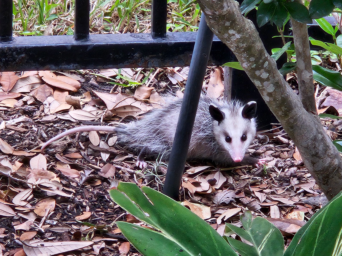 Mini Opossum rendition image