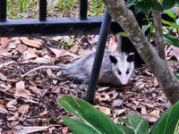 Mini Opossum