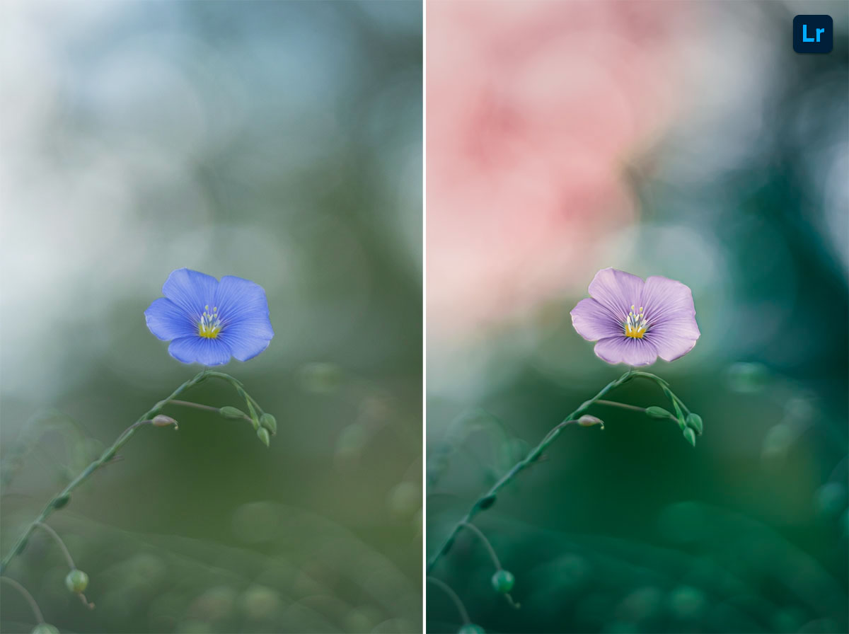 Dreamy colorful flower Edit Lightroom
