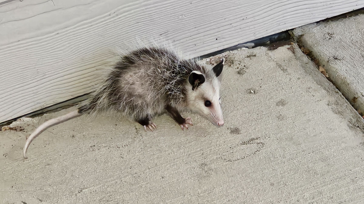 Baby Opossum rendition image