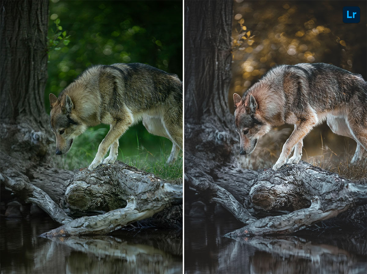 Wolves Edit Wolf | Edit | Photoshop Lightroom