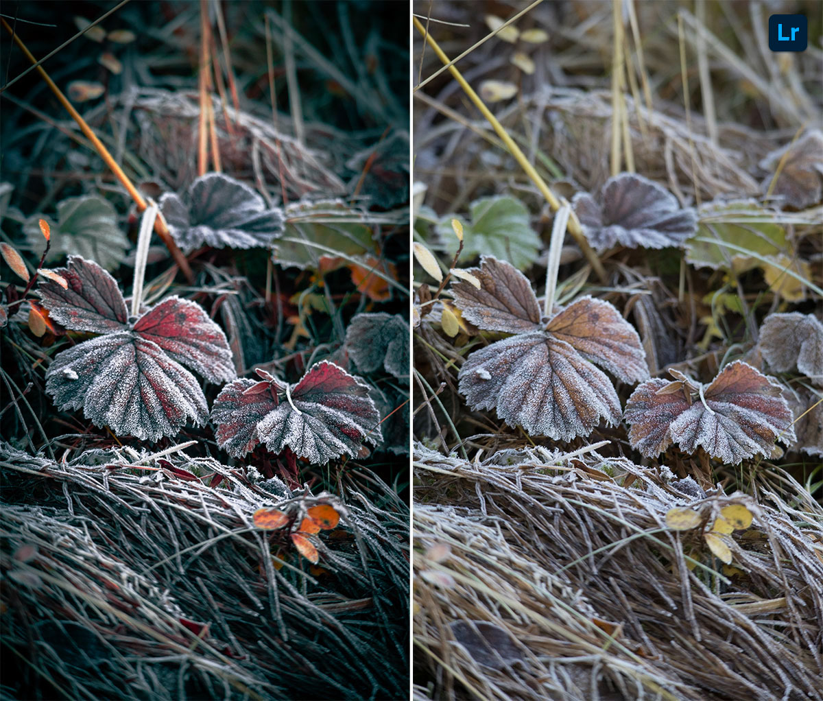 Frost Remix Photoshop Lightroom