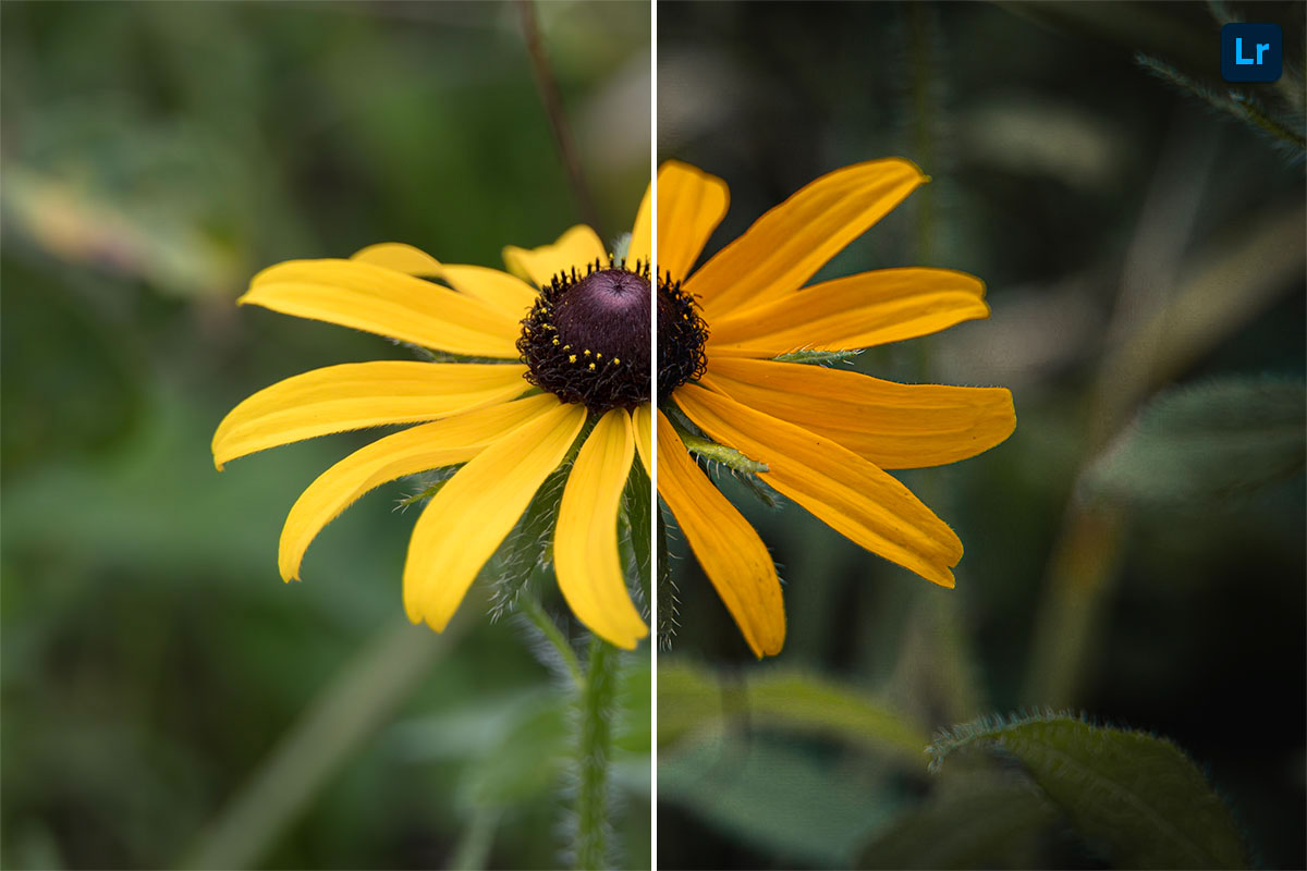 Fall Bloom | Remix | Photoshop Lightroom