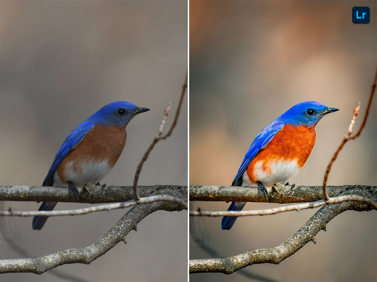 Bluebird Day | Edit | Photoshop Lightroom