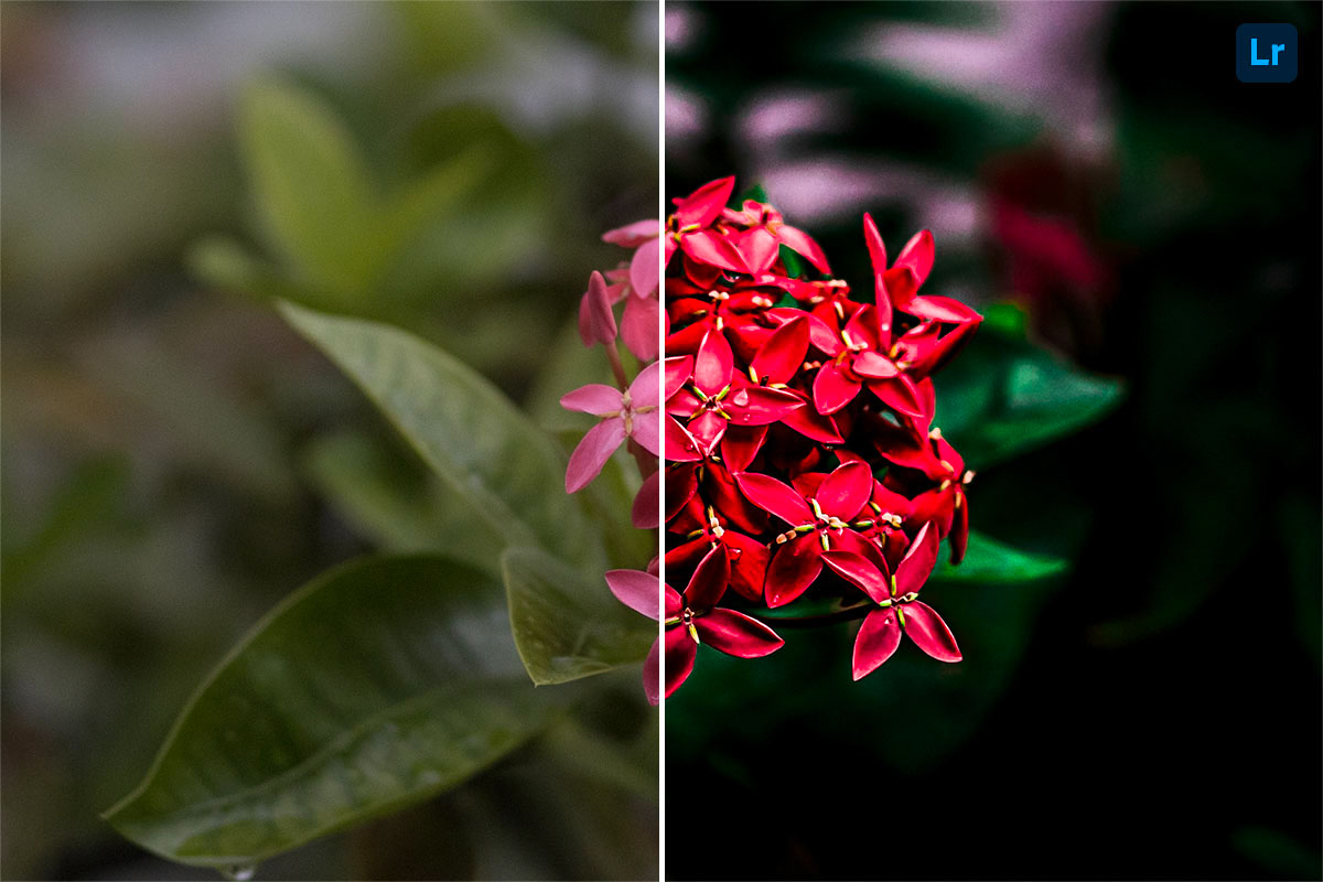 Flowers | Edit | Photoshop Lightroom