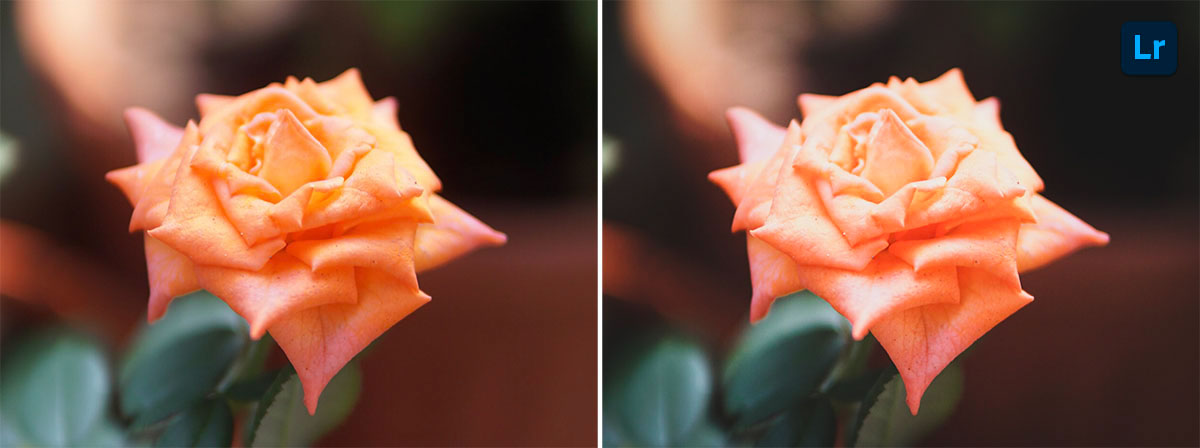 Bloom | Remix | Photoshop Lightroom