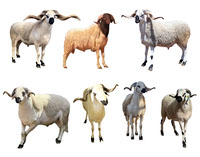 moroccan sheep images PNG