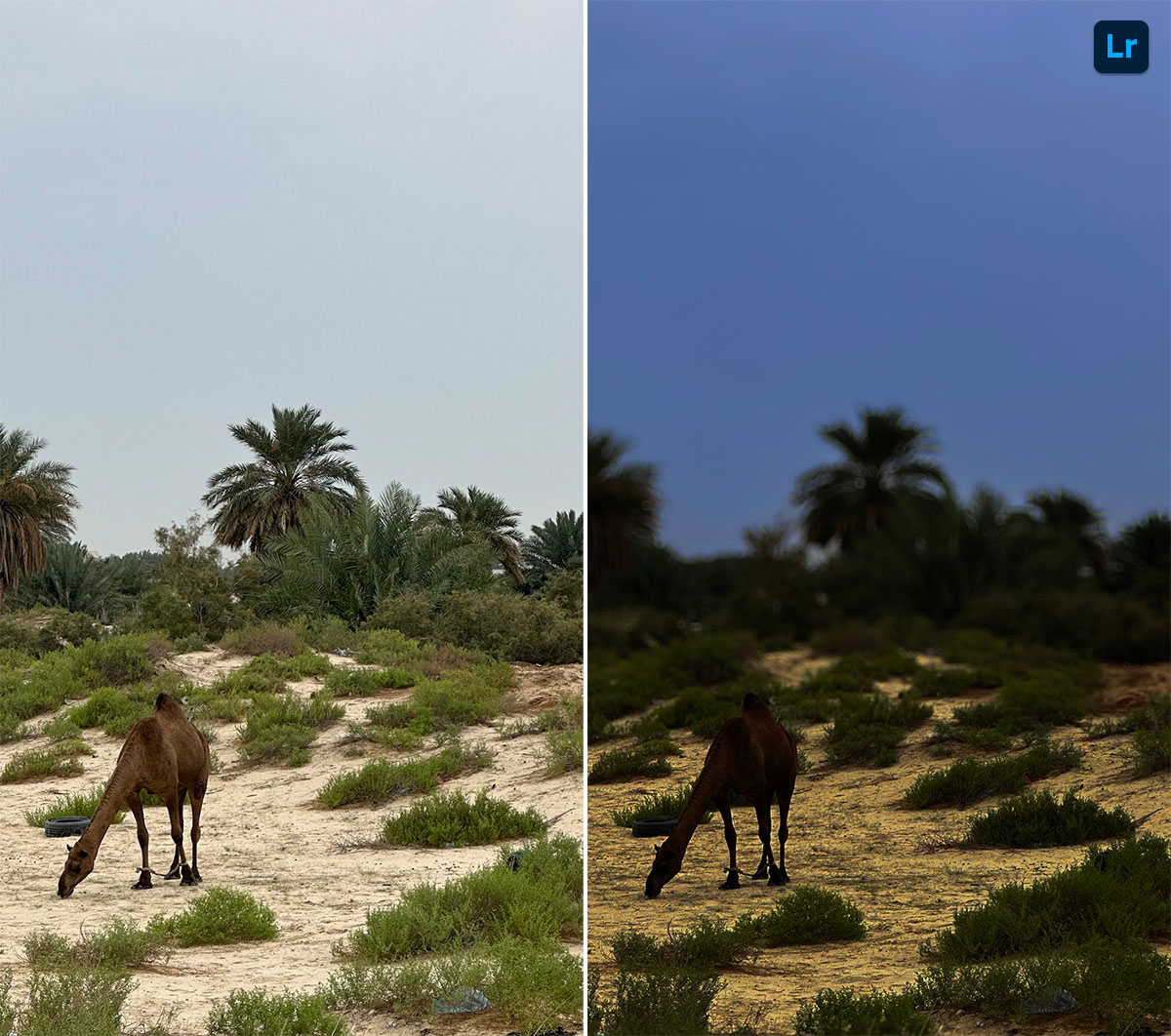Camel | Edit | Photoshop Lightroom