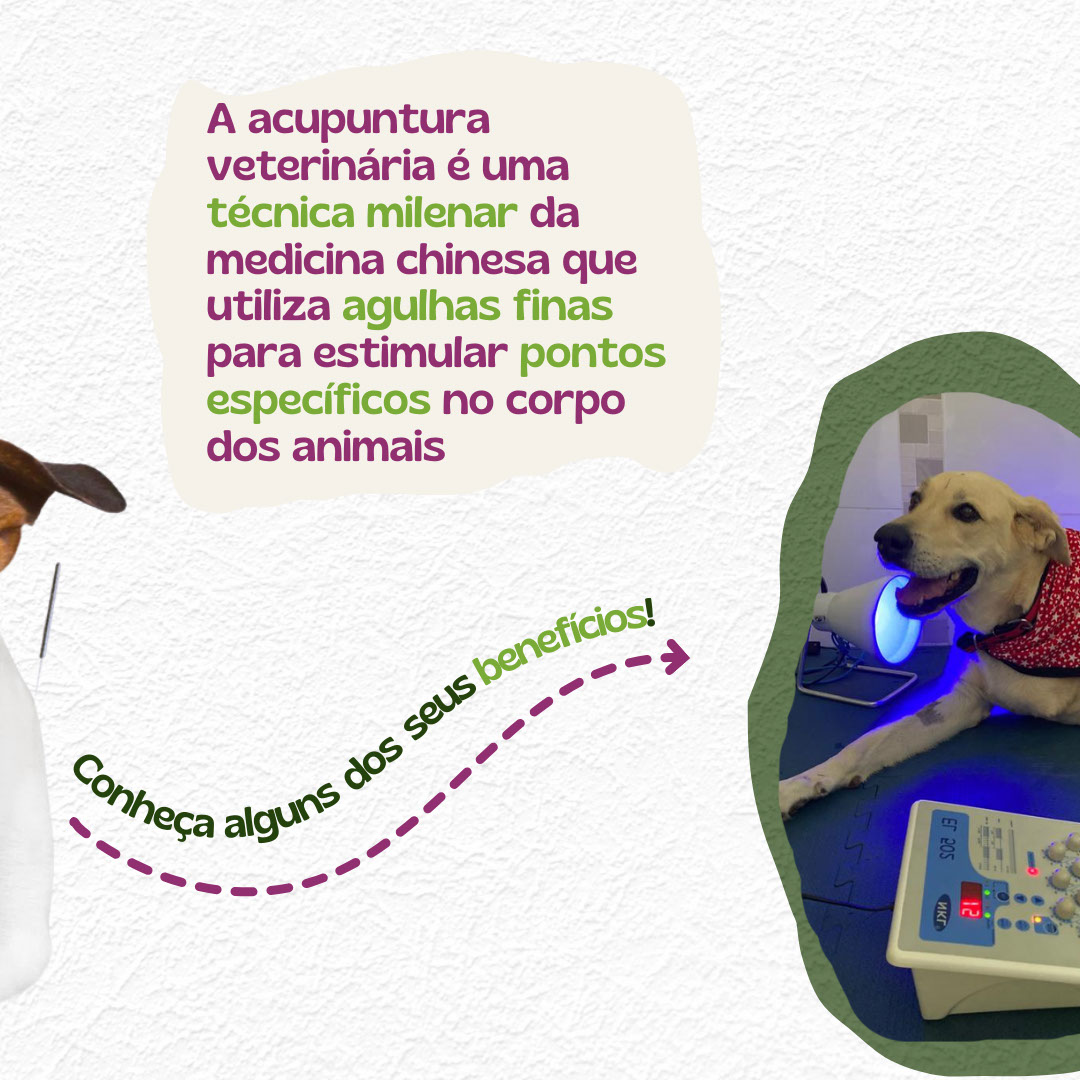Carrossel_para_medica _veterinaria_acupunturista rendition image