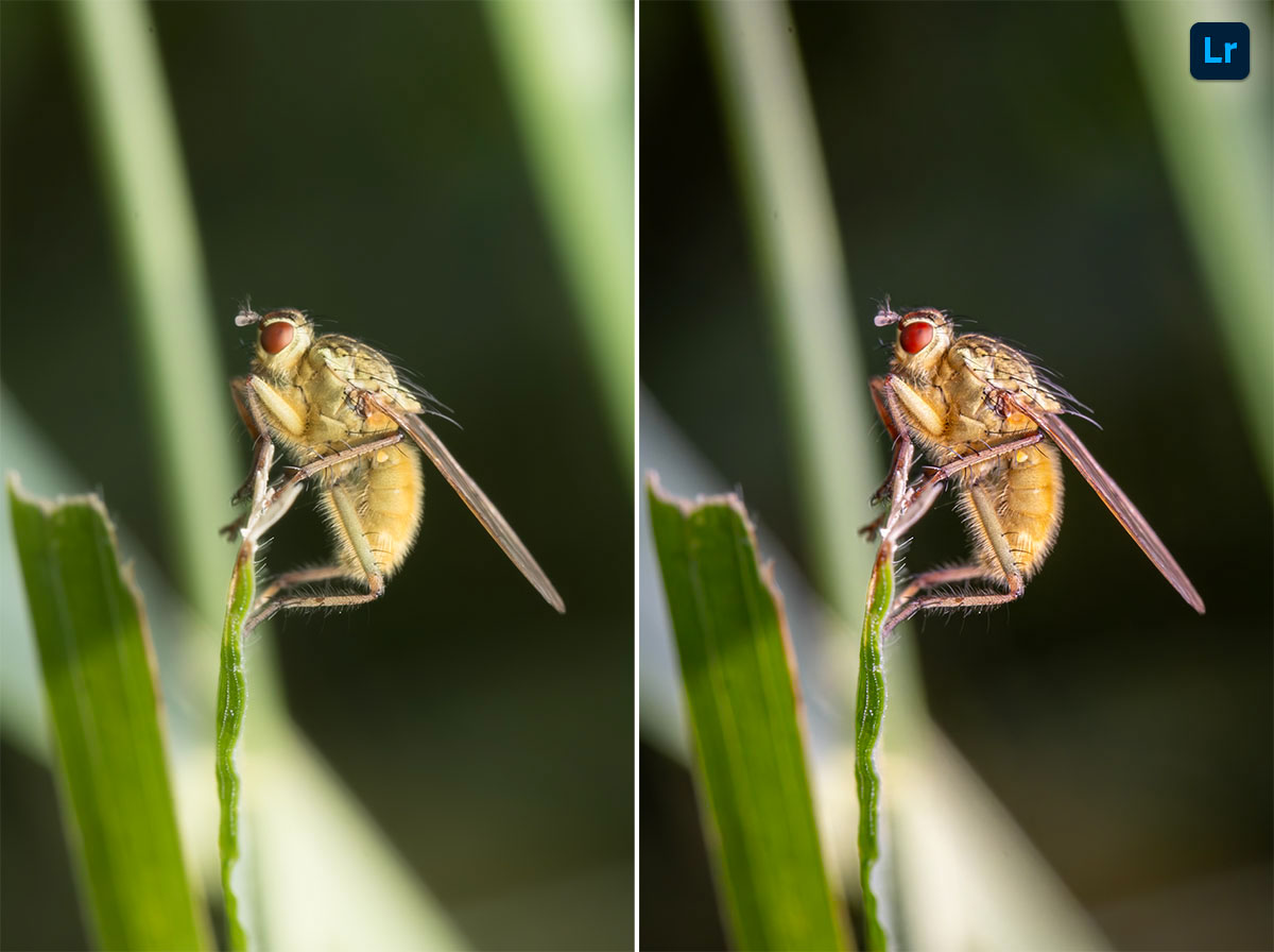 fly (Re post) | Edit | Photoshop Lightroom