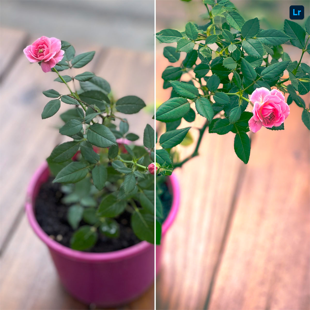 Rosa Rococo | Edit | Photoshop Lightroom