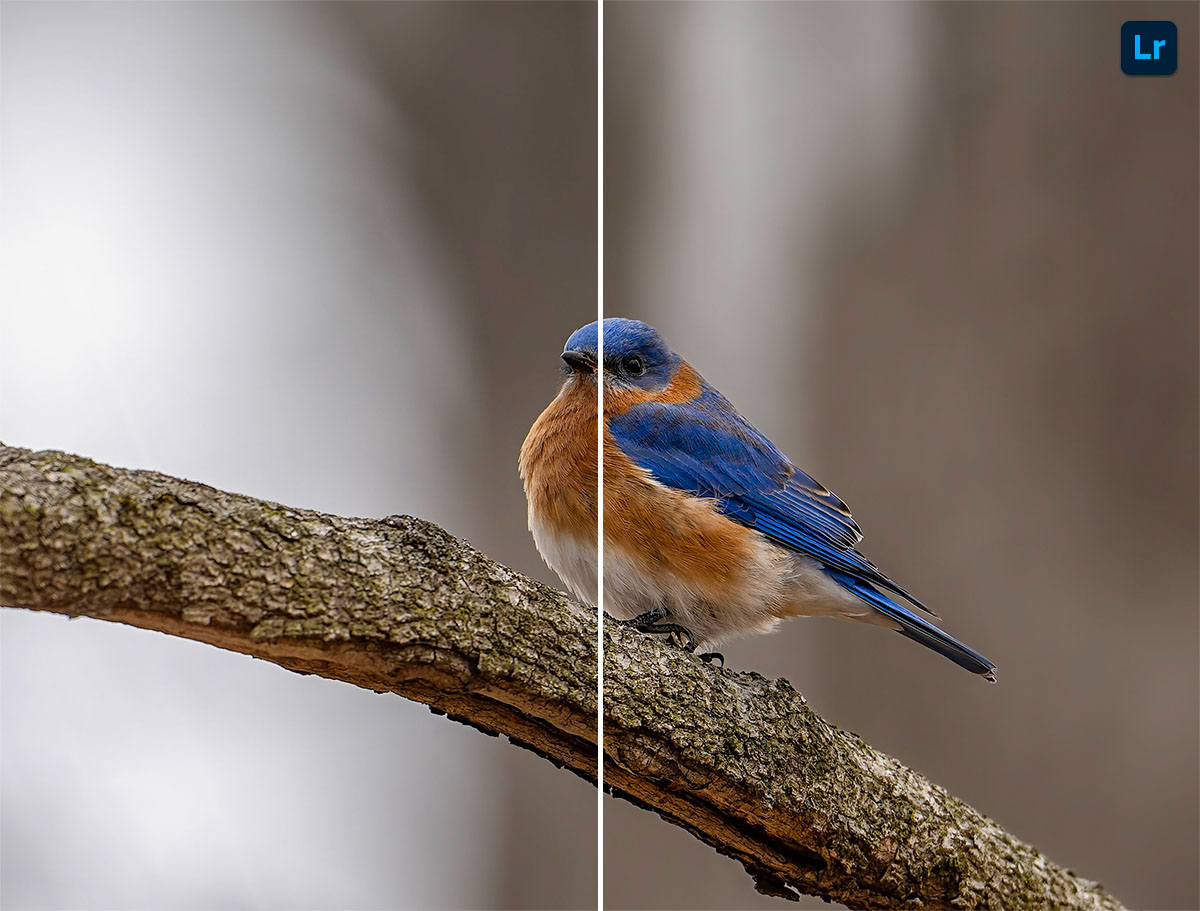Bluebird | Edit | Photoshop Lightroom