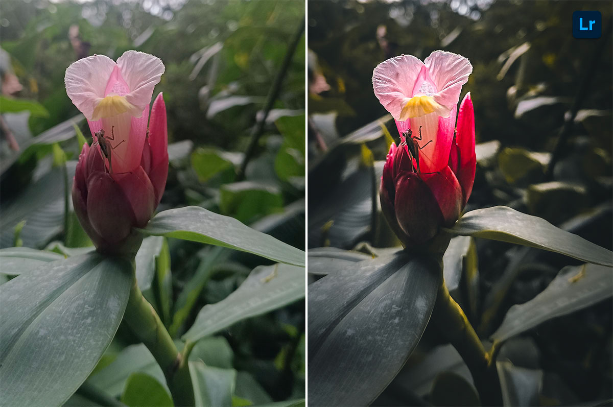 Nature | Edit | Photoshop Lightroom