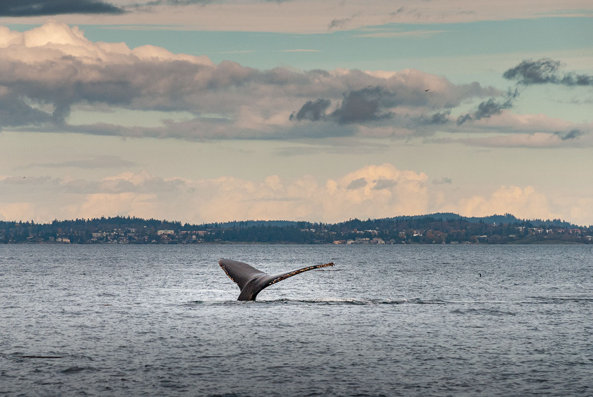 Las ballenas y su rol clave en la ecologia global rendition image