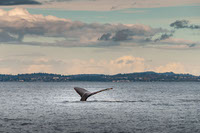Las ballenas y su rol clave en la ecologia global