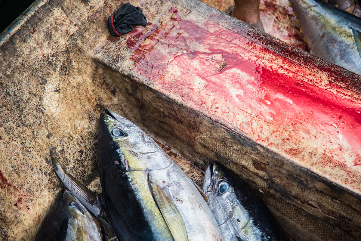 Impactos Ocultos de la Sobreproduccion Salmonera on Behance :: Behance