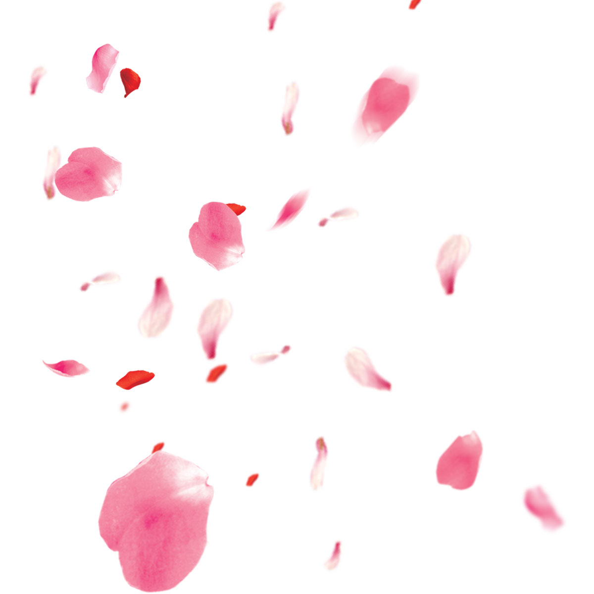 Flower petals rendition image