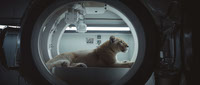 Cougar in Spacecraft Observation Chamber