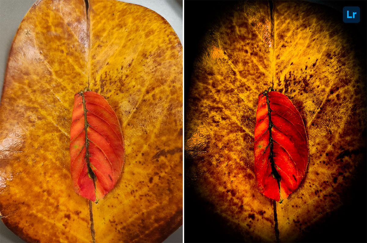 little-leaf-big-leaf-edit-photoshop-lightroom