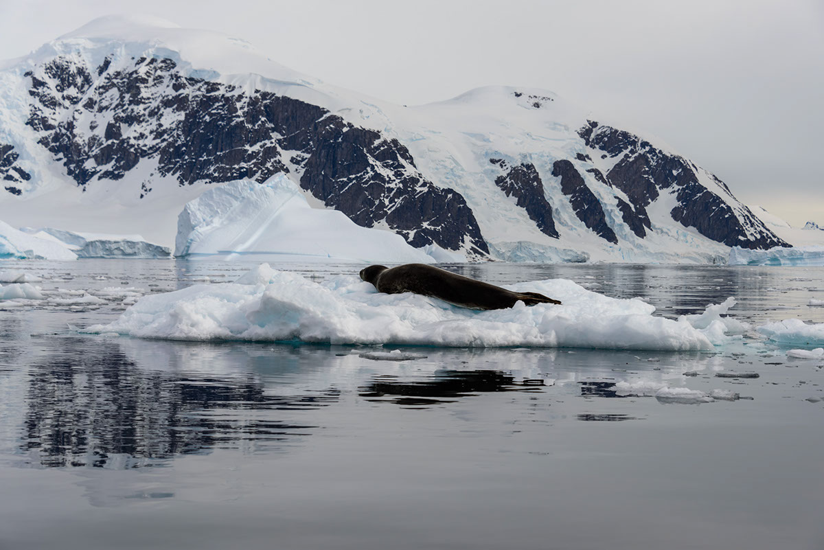 Maravillas de Glacier Bay Santuario de Ballenas Jorobadas rendition image