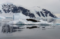 Maravillas de Glacier Bay Santuario de Ballenas Jorobadas