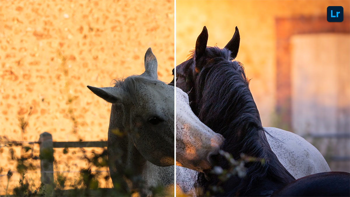 Horses Edit Photoshop Lightroom