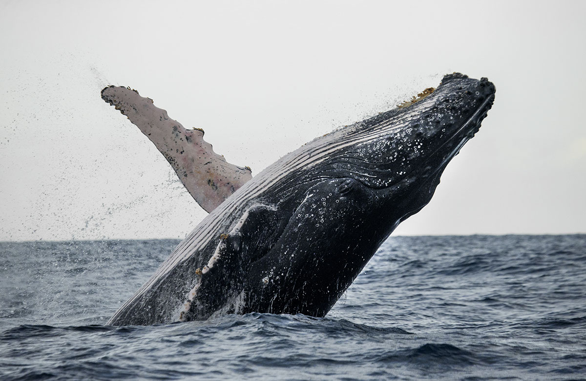 Nuqui un destino unico para la observacion de ballenas rendition image